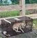 やせ細り路上をさまよっていた犬→愛情深いケアで元気を取り戻していく姿に感動