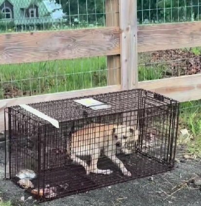 やせ細り路上をさまよっていた犬→愛情深いケアで元気を取り戻していく姿に感動