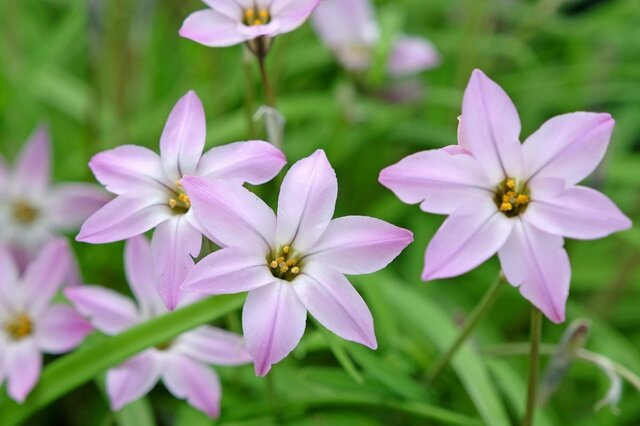 植えっぱなしで【ナチュラルガーデン】毎年「早春～春に花咲く」多年草6選＆レイアウトのコツ