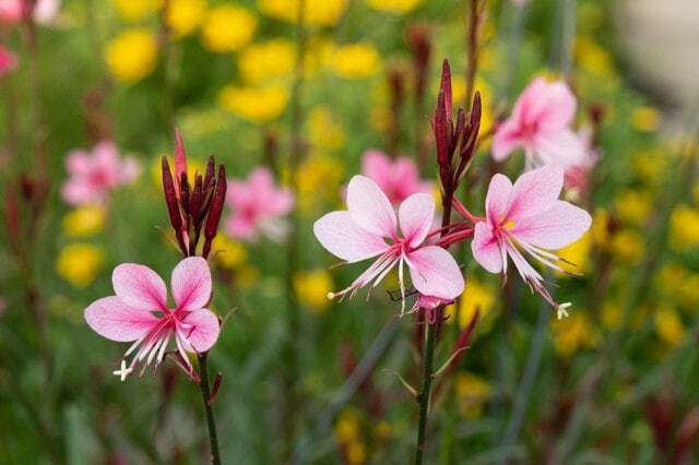 植えっぱなしOK！この春こそ植えたい〈長く花咲く多年草〉厳選4種