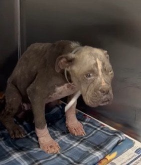 悲しい目に遭っていた子犬、皮膚疾患を患った状態で保護→愛情を注がれ、幸せな第二の人生スタートに感動
