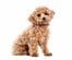 「ソファで寝る愛犬」をふと見ると…　笑ってしまう寝相に「寝ながら直立不動」「人形みたい」