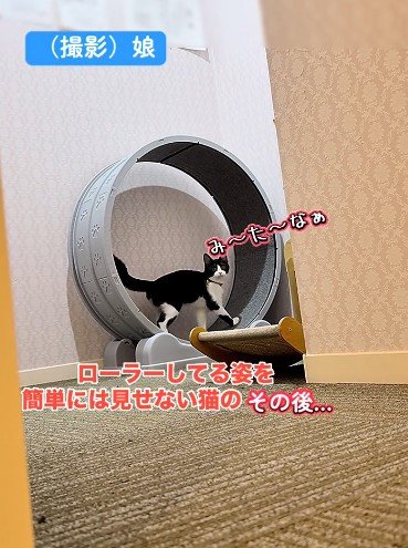 「物覚えが良く賢い元保護猫」が遊ぶところを見たい→予想外の行動に「パパさんのお願いは聞いてくれる」