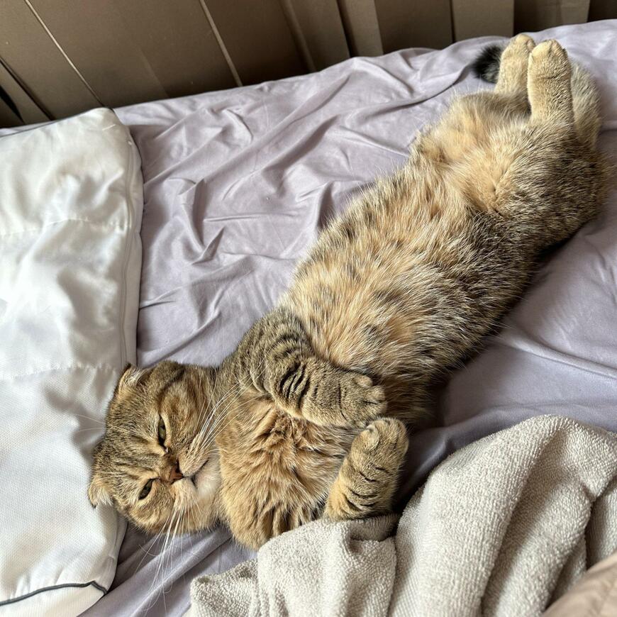 出所：@ponpokopontanu