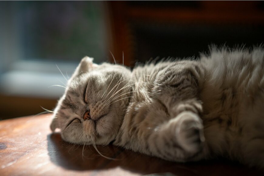 画像出典：Kellee Kovalsky/shutterstock.com