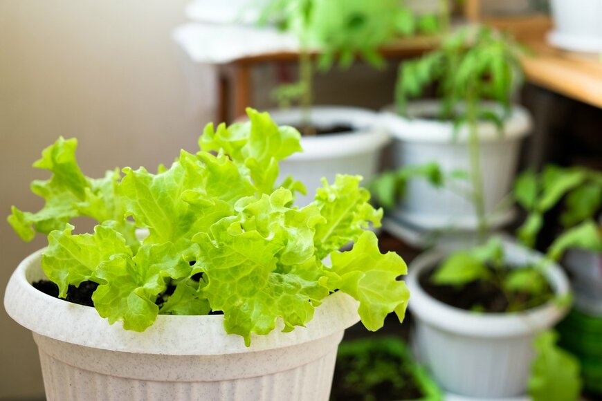 Nina Dobler/Shutterstock.com