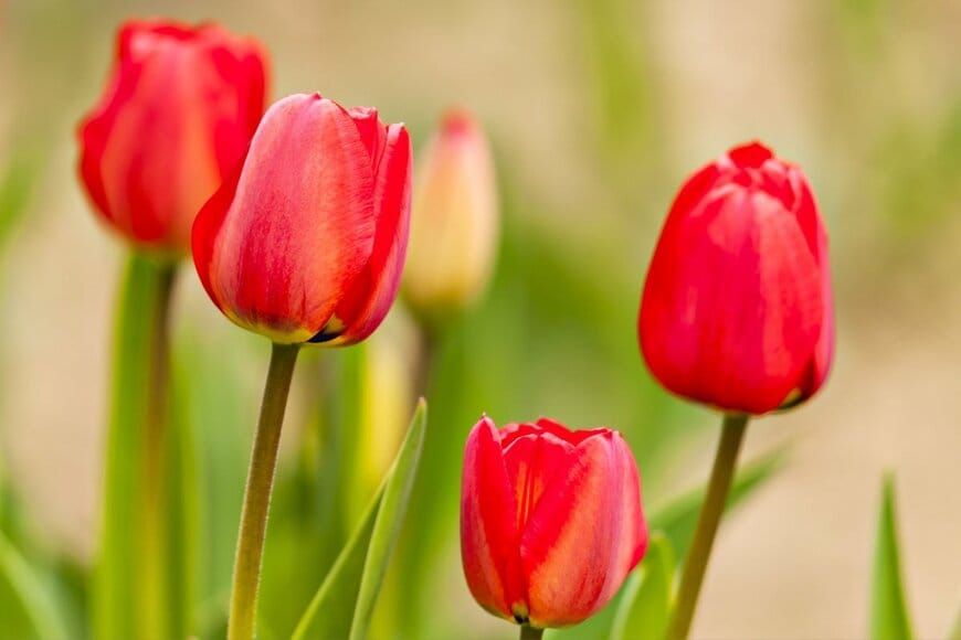 Spiro/shutterstock.com