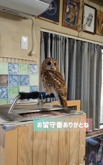出所:@mori_luna_tawny_owl
