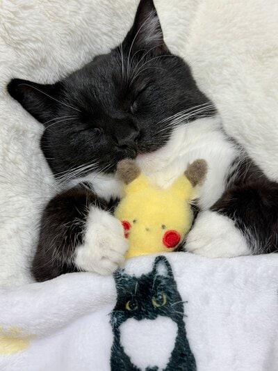 出所：＠unicouniuni3