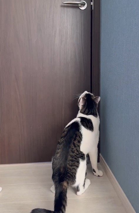 出所：@Saeroyi_cat