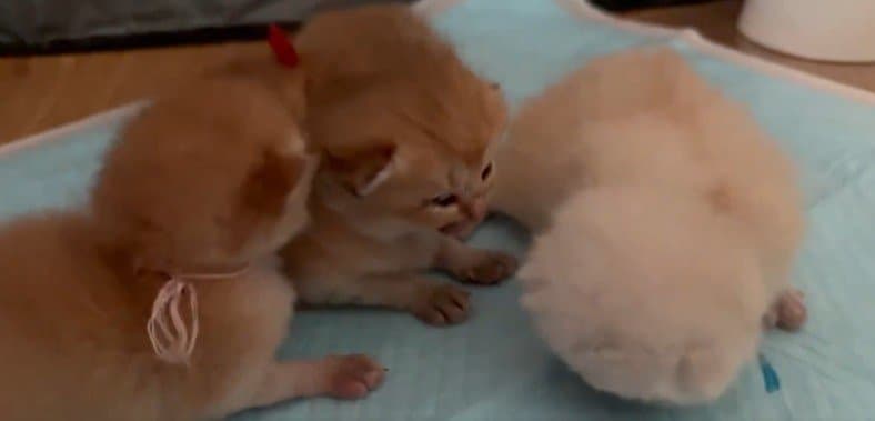 【胸キュン注意！】目が開いた子猫たちが一生懸命動く姿に感動！生まれたての姿が可愛すぎる