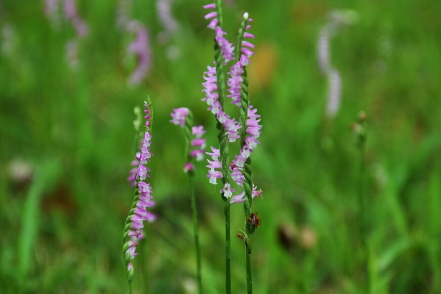 tamu1500/shutterstock.com
