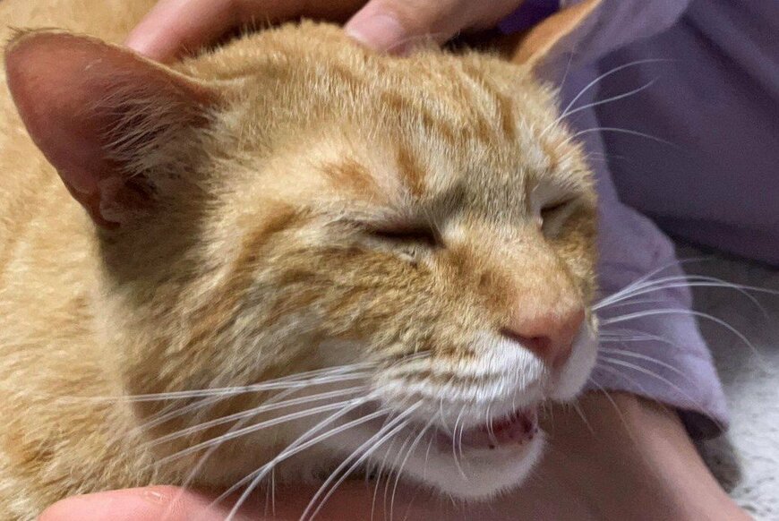 出所：@Beercat_Ana_Dar