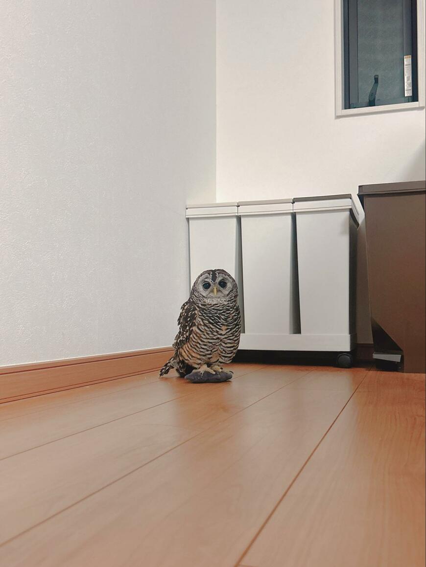 出所：@kanata_akas