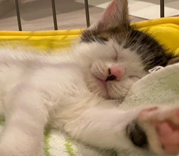 出所：@Saeroyi_cat