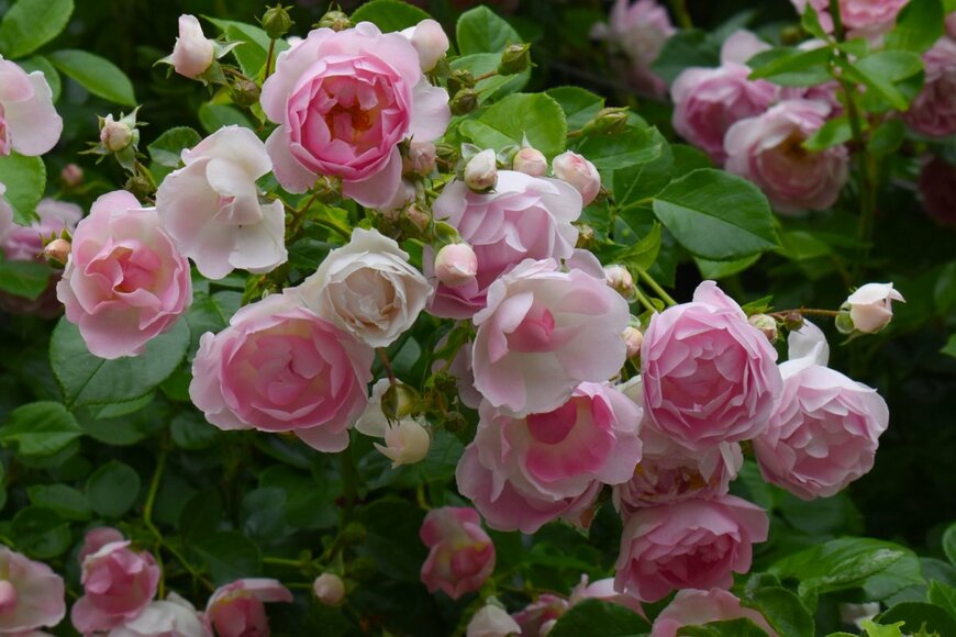 Adriana Iacob/shutterstock.com