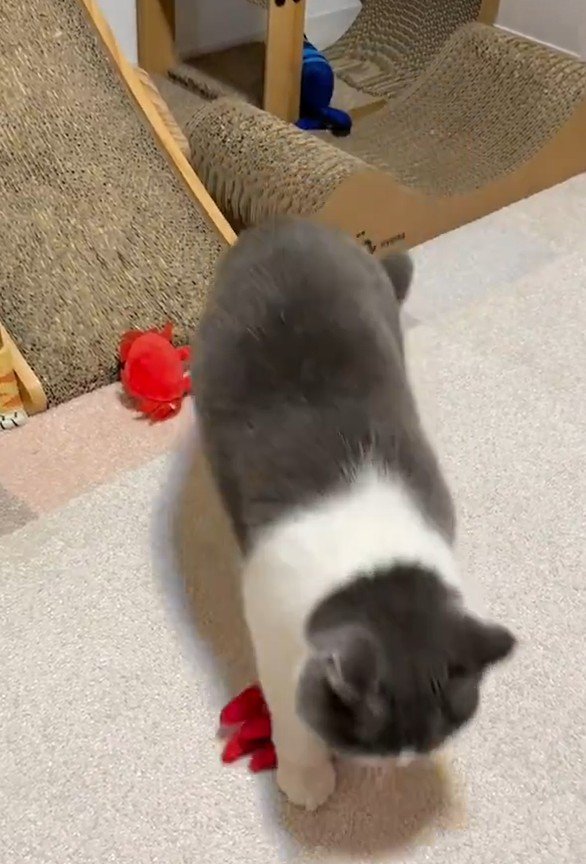 出所：@omochiomoching