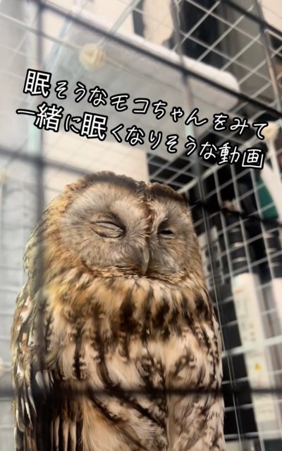 出所：@hitomimoko_reirukka