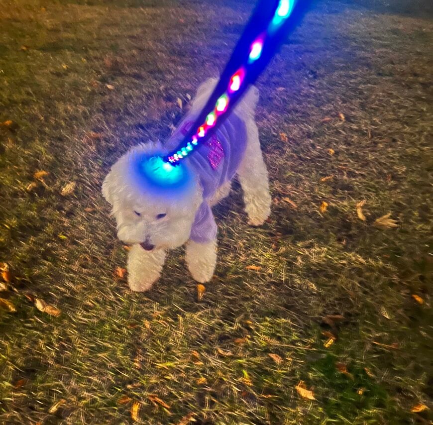 出所：@papoter_dog