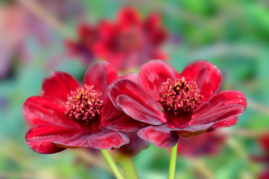 Makabas/shutterstock.com