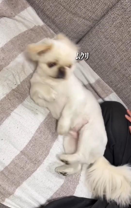 出所：@mucho_world