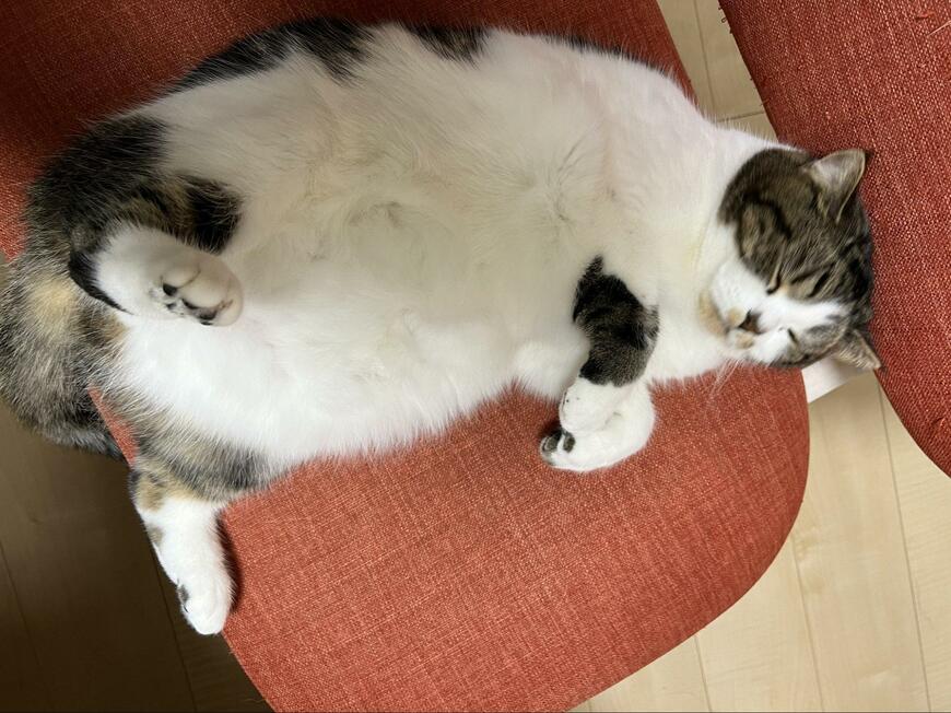 出所：@torotolo106106