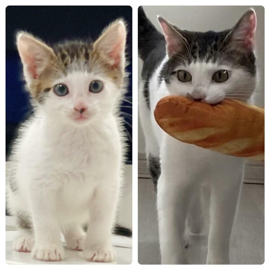 出所：@Saeroyi_cat