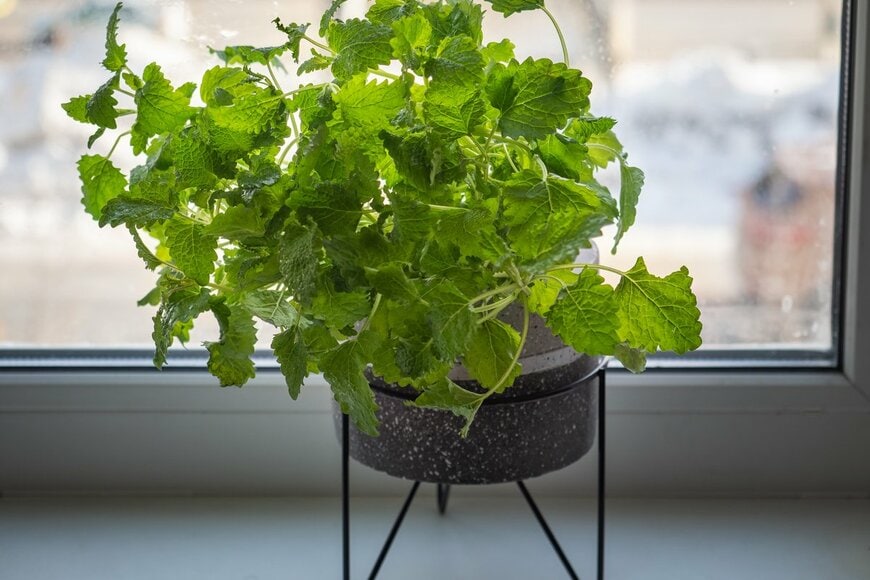 レモンバーム（Elena Pyatkova/Shutterstock.com）