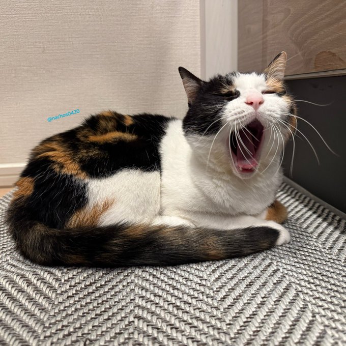 出所：@nachos0420