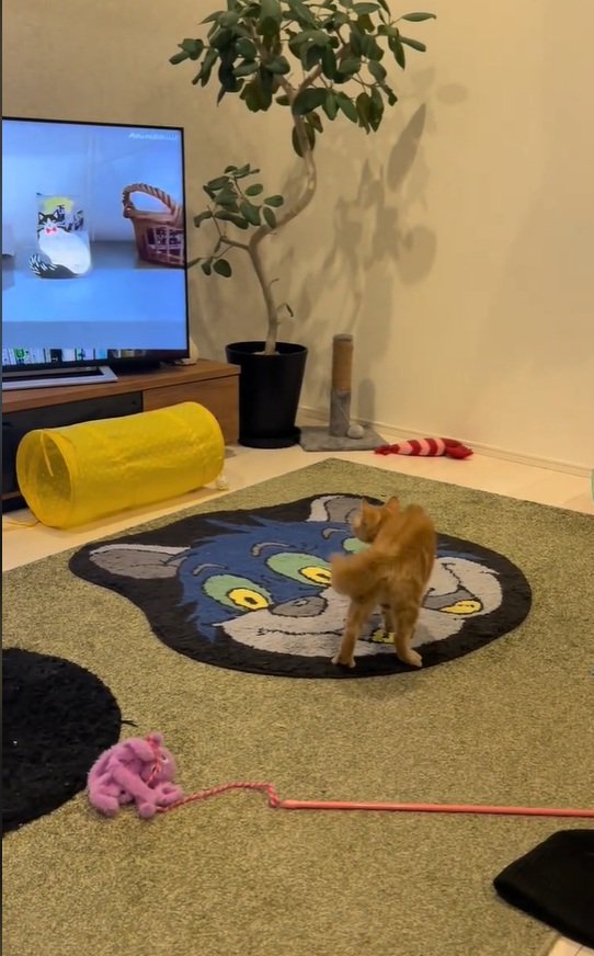 出所：＠mocchinokimochi