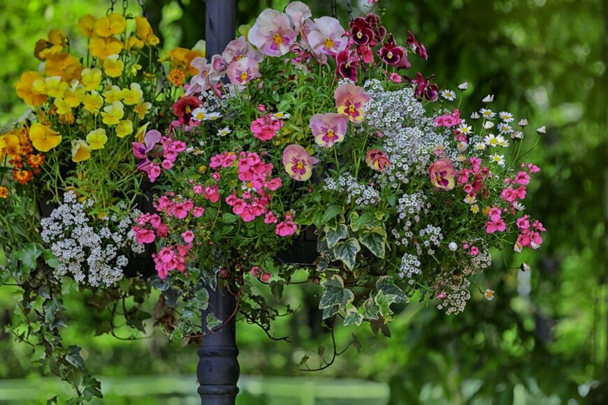 【ガーデニング】春は「こんもりハンギング」で華やかに！鉢いっぱいの花が楽しめる植物6選