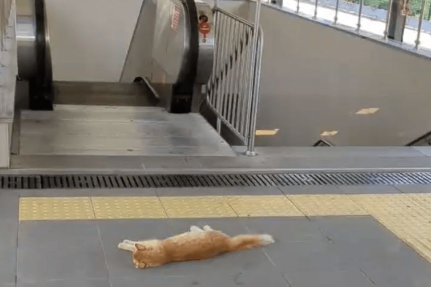 トルコ・イスタンブールの駅で撮影された猫　「ホームで涼む姿」に思わずほっこり