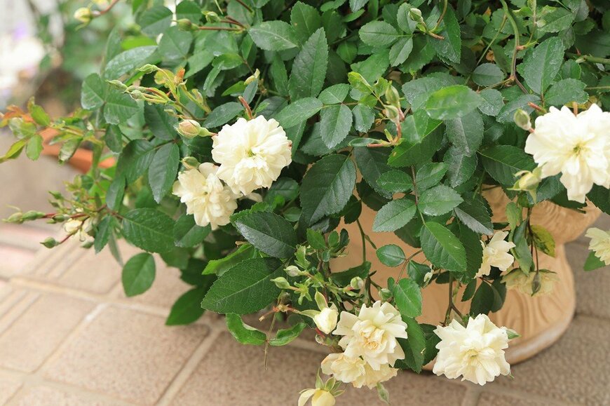 白い花を咲かせている鉢植えのバラ