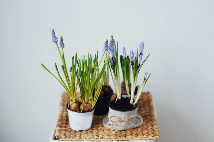 ミニ鉢に植えられたムスカリとクロッカス