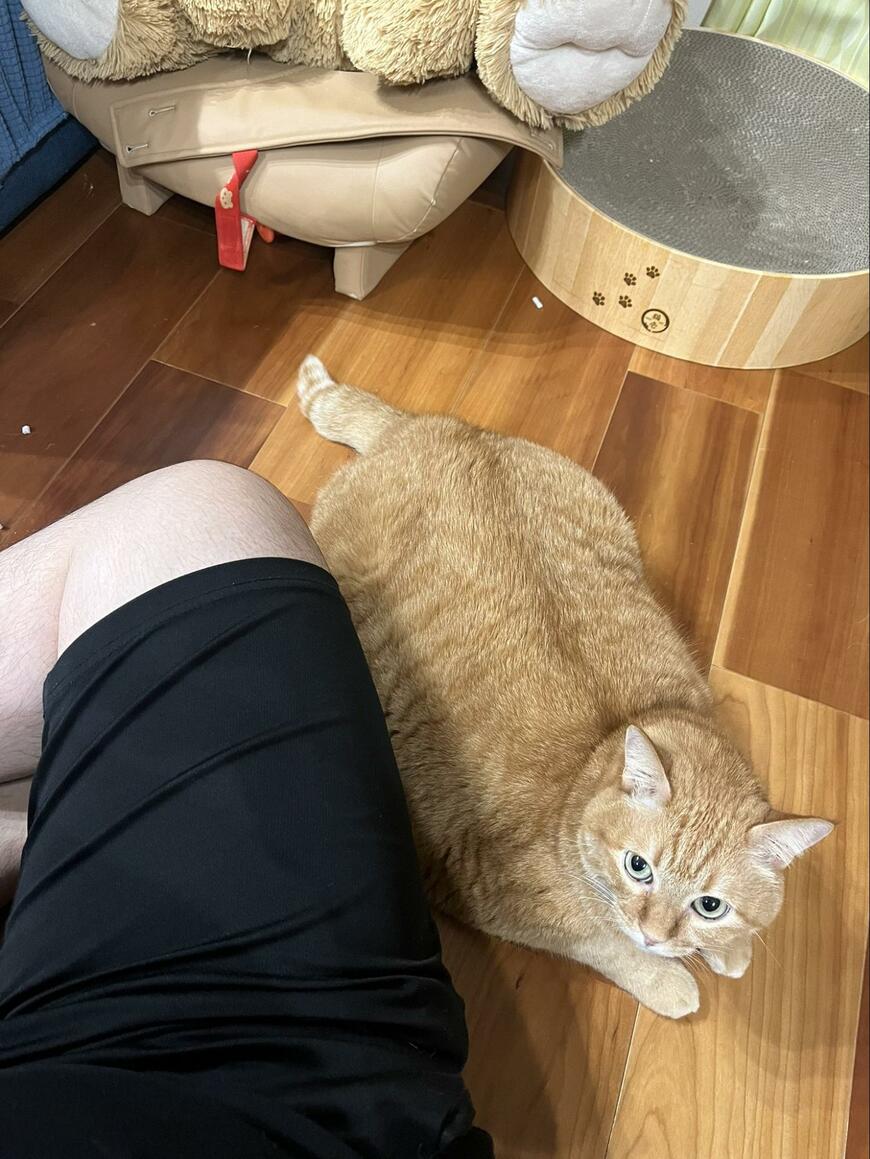 飼い主と一緒の猫