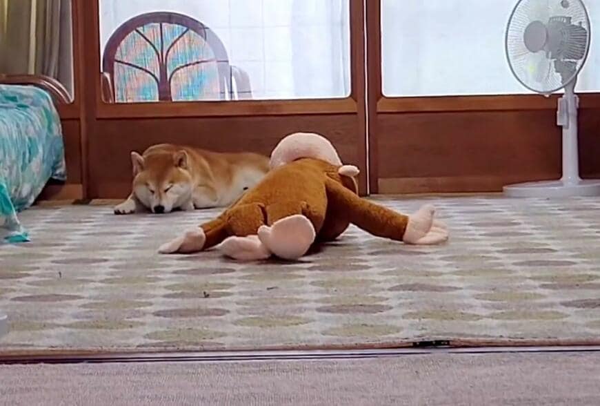 サルのぬいぐるみと犬