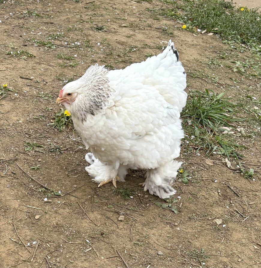 もふもふの隙間から見えるブラマの脚