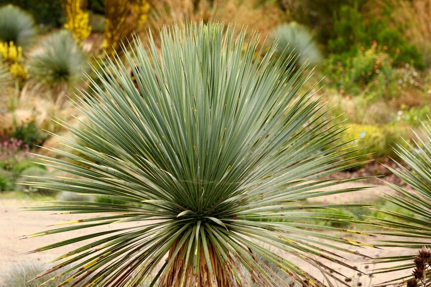 鋭く細い葉を放射線状に広げたユッカ・ロストラータ