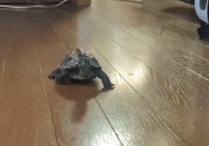 「小雪ちゃん、どこに行った？」と聞きに来るかのような軍曹くん