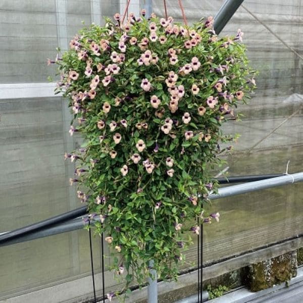 PROVEN WINNERS（R）　スーパートレニア