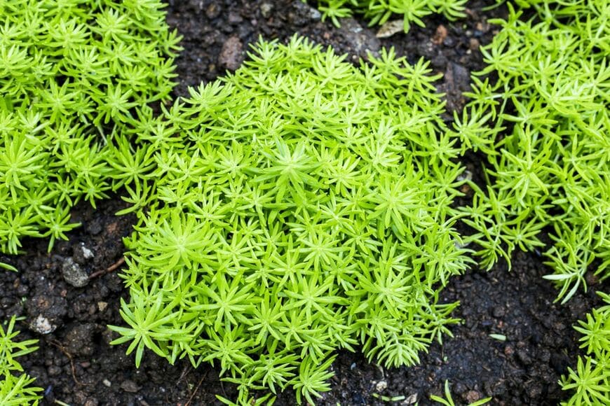 品種豊富で、厚みのある葉がかわいらしい「セダム」