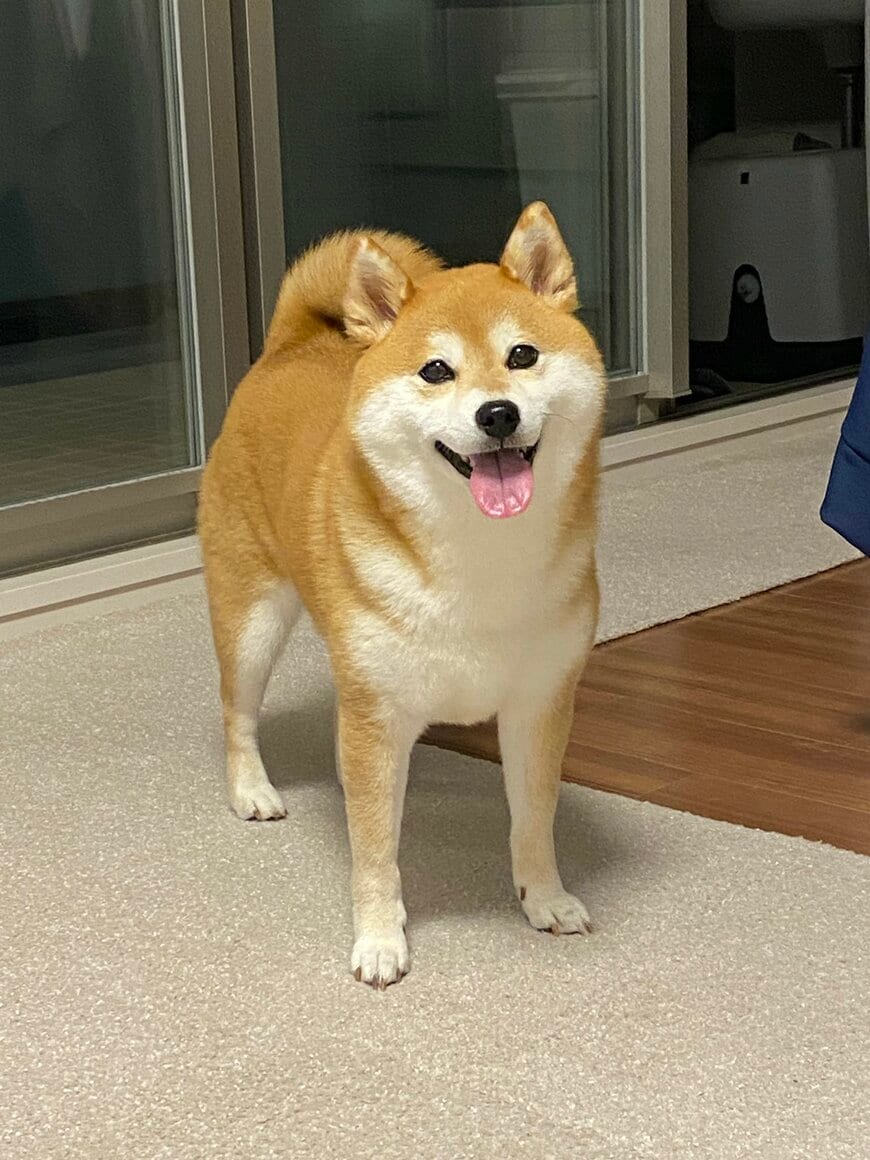 マイペースな性格のひるねちゃん