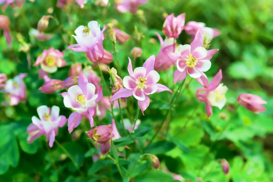 西洋オダマキの花が咲いている。色は白とピンク