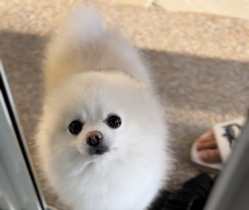 おねだりする犬