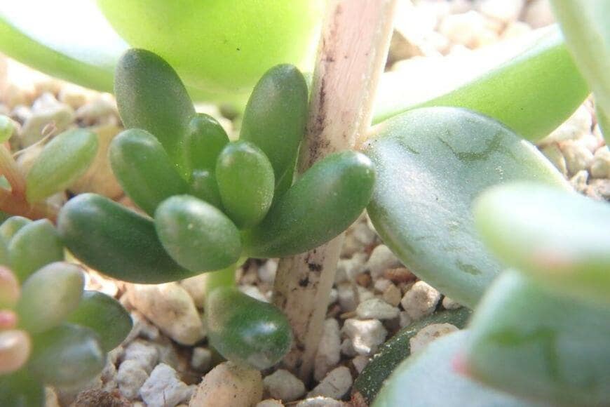 植木鉢に多肉植物が植えられている様子