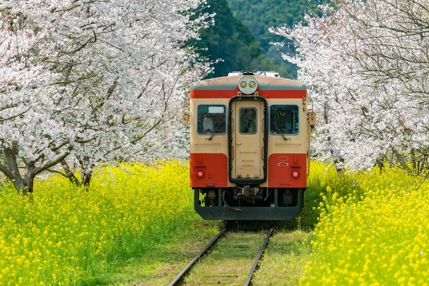桜と菜の花に囲まれた線路を走るいすみ鉄道