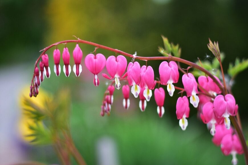弓なり状の茎に濃いピンクの花が沢山ぶら下がっている、ケマンソウ