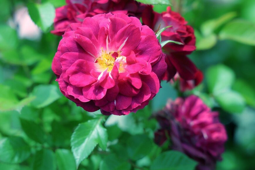 赤紫色の花を咲かせている、バレッタ