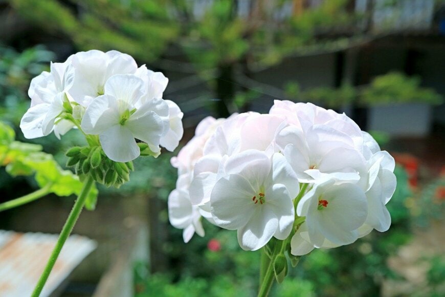 白い花を咲かせている、ゼラニウム