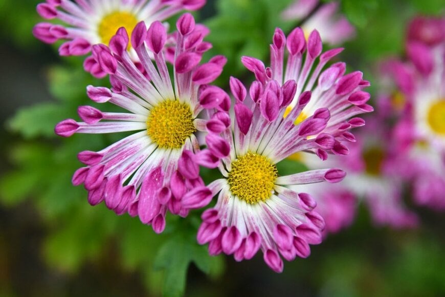 スプーンのように先端が広がっている形の花びらが特徴の、スプーン咲きのポットマム。花びらの色は濃いピンク、花の中央は黄色